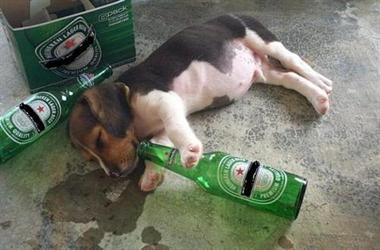 【粉多醉茫茫】老公/老婆 喝醉回家你对他说的第一句话