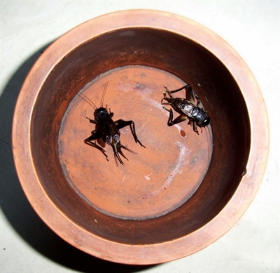 台湾妙国民-只有南部人才知道的事