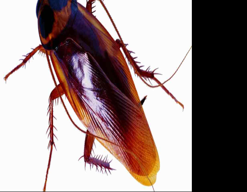 会飞的蟑螂更恐怖了!