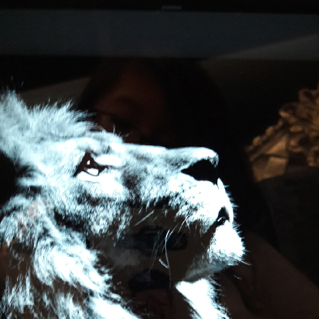 【粉多黄金12宫】狮子座的使用说明书 林玥彤