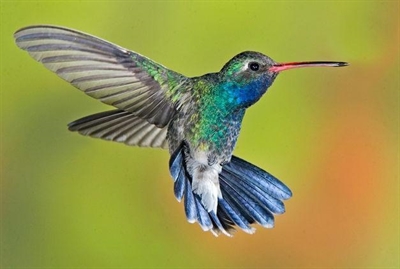 berry chu  想变成什麼动物?    鸟