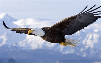 我想要变成老鹰,一直觉得老鹰是很骄傲,很帅气的动物,而且可以自由